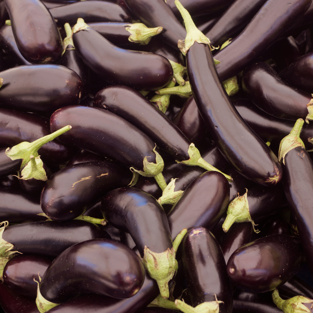 bio-auberginen